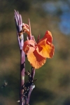 Canna generalis